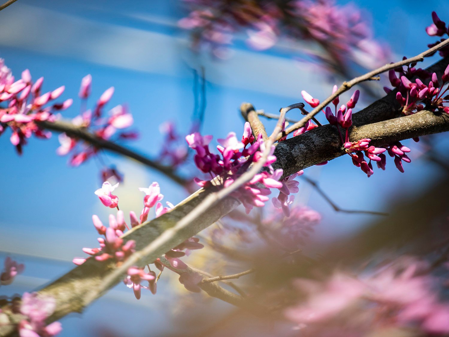 Blooms on Eastern redbud