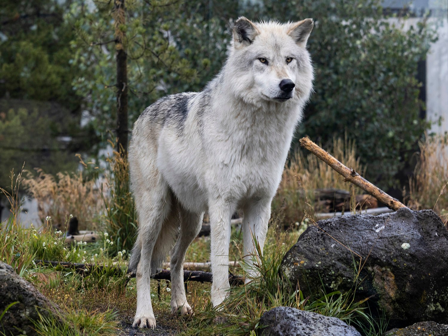 Gray wolf (Canis lupus)