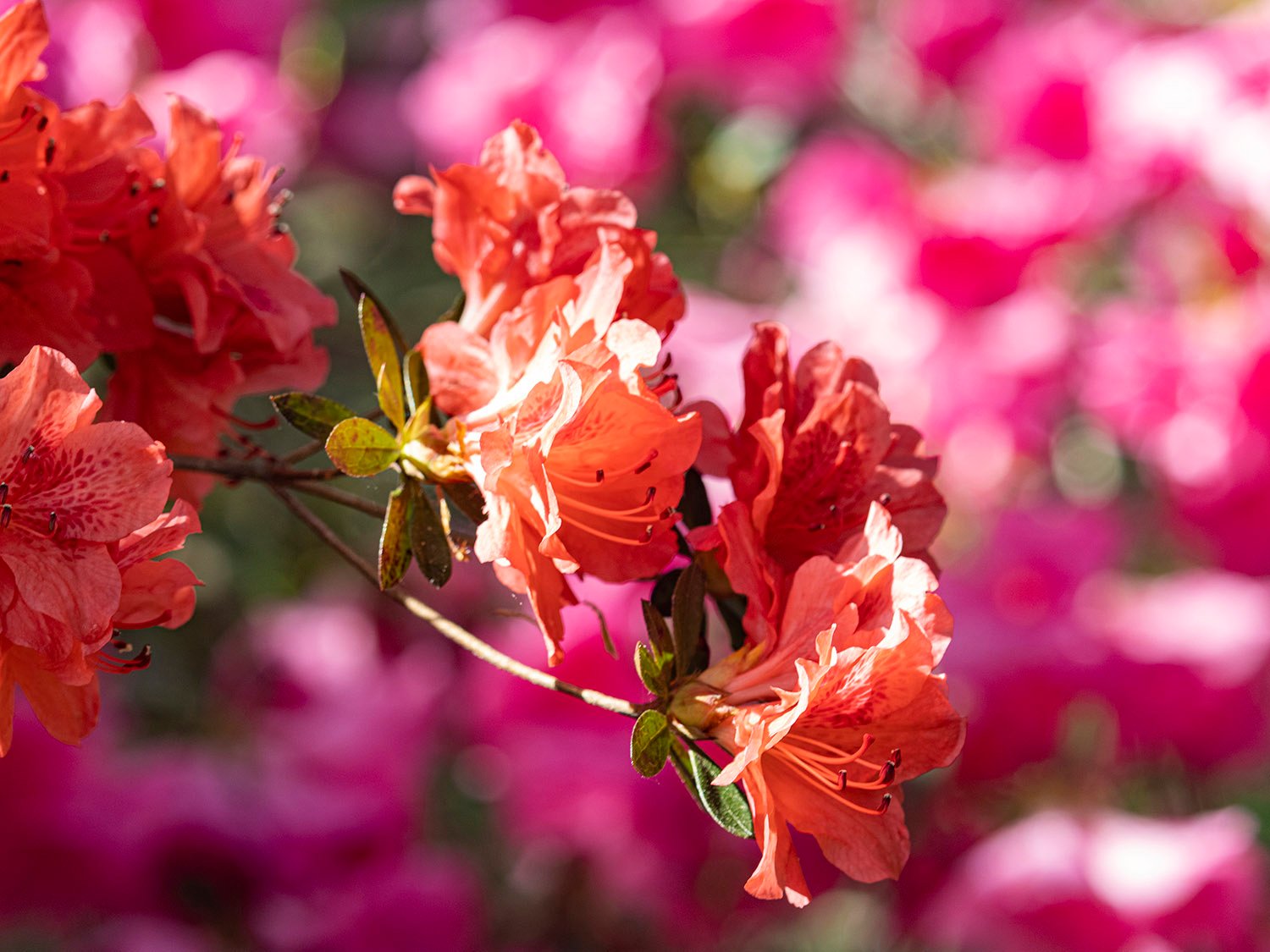 Azalea (rhododendron)