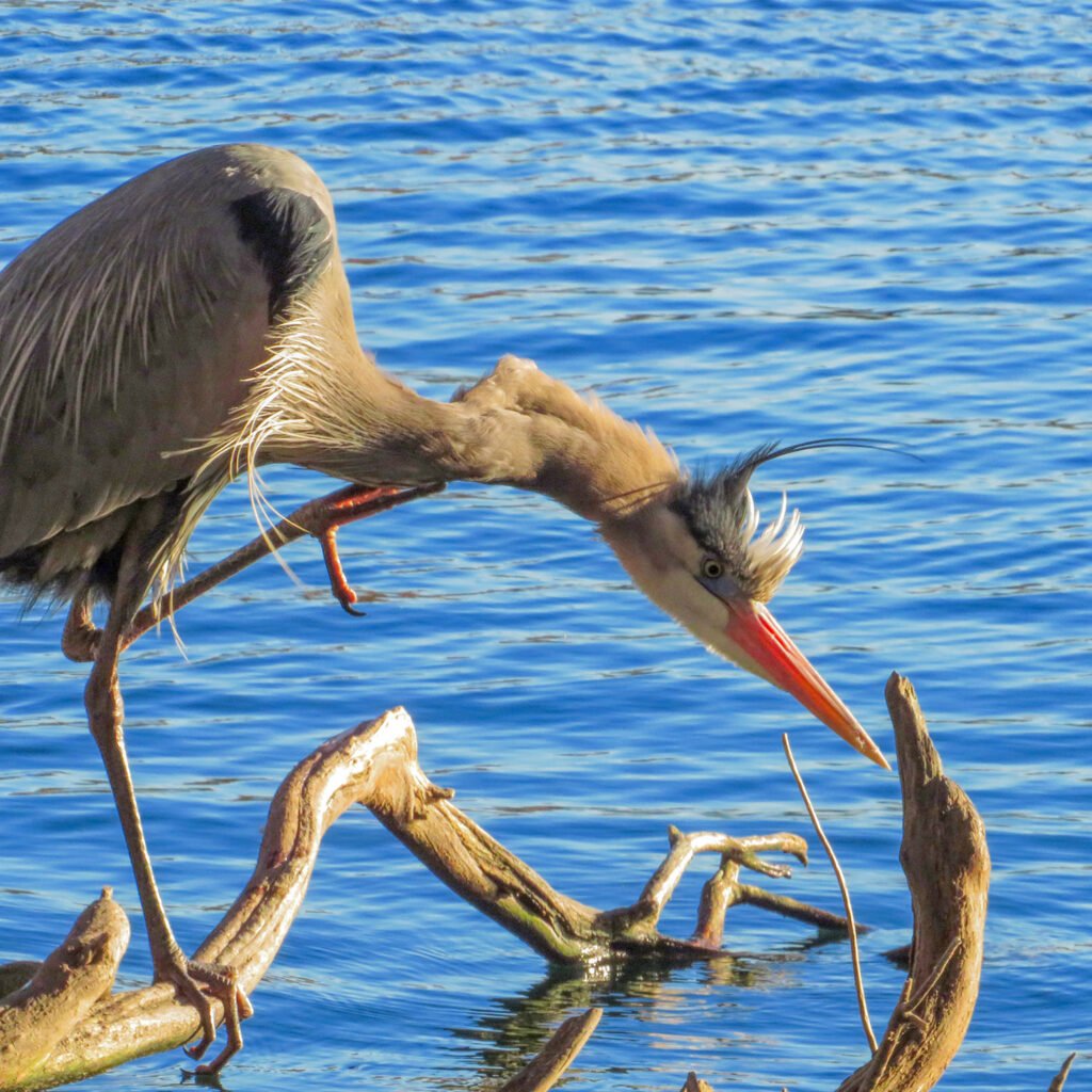 Brown pelican (Pelecanus occidentalis)