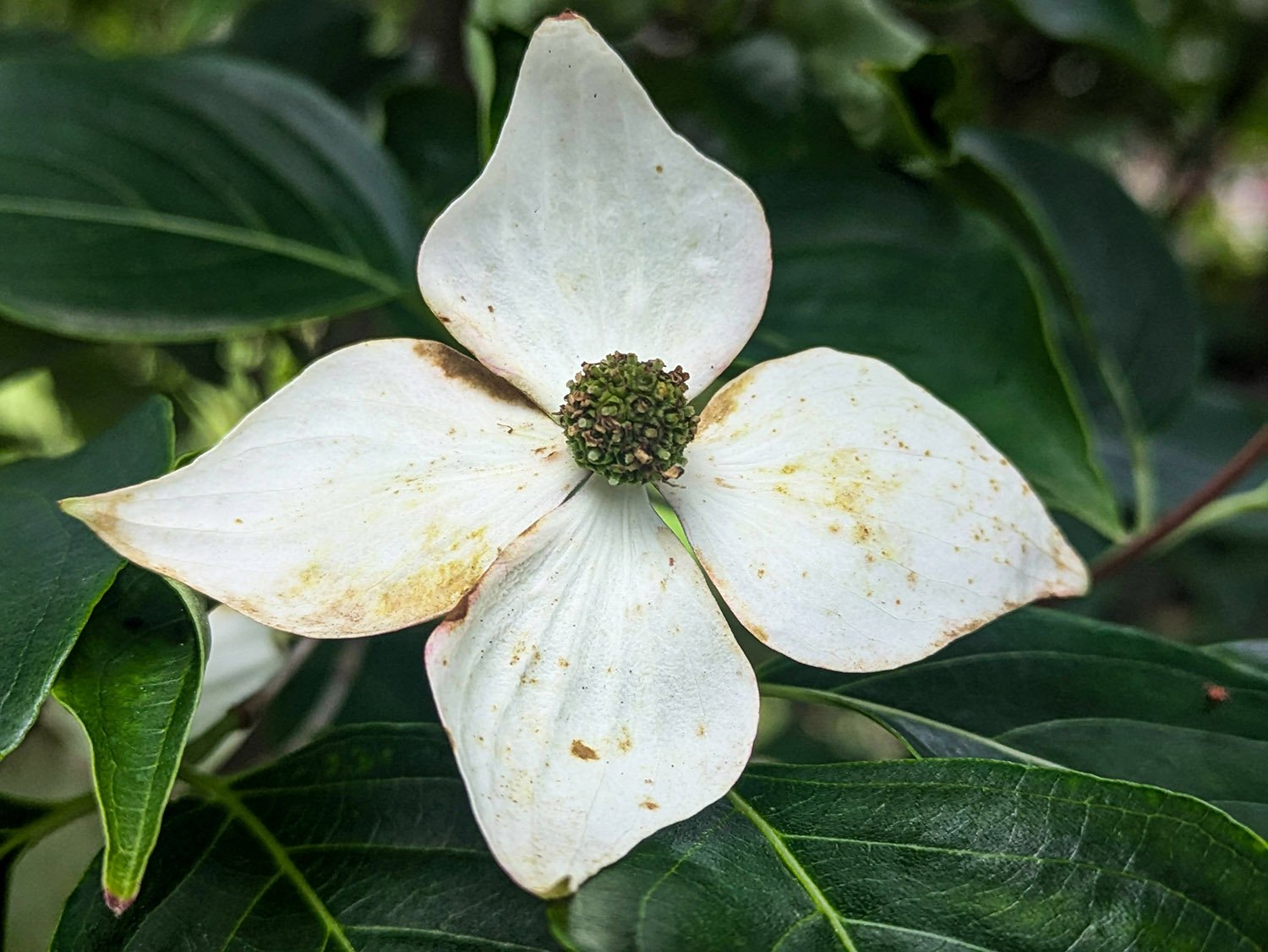 Flowering dogwood (Cornus florida)