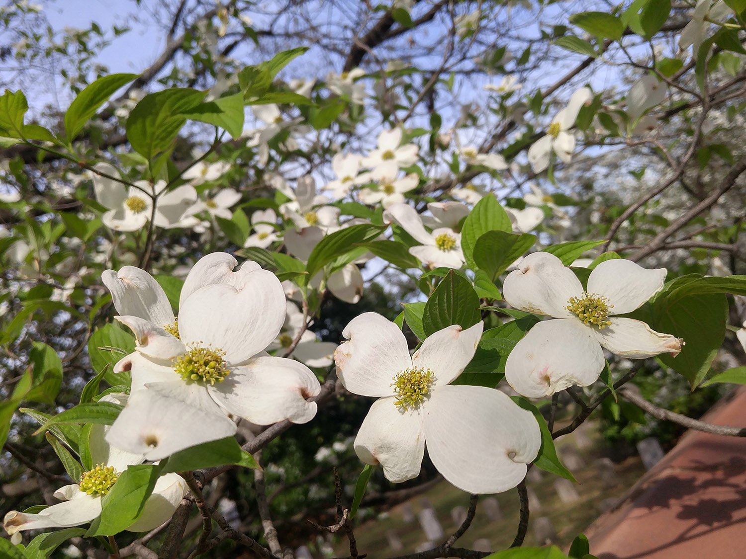 Flowering dogwood (Cornus florida)