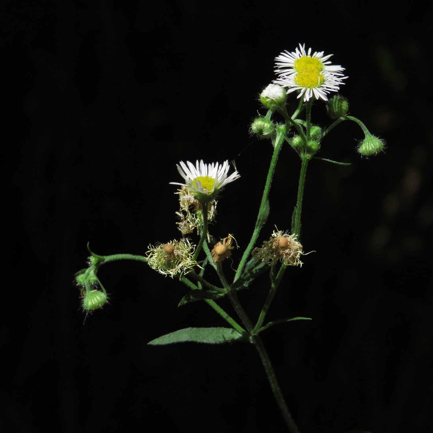 Fleabane (Erigeron annuus)