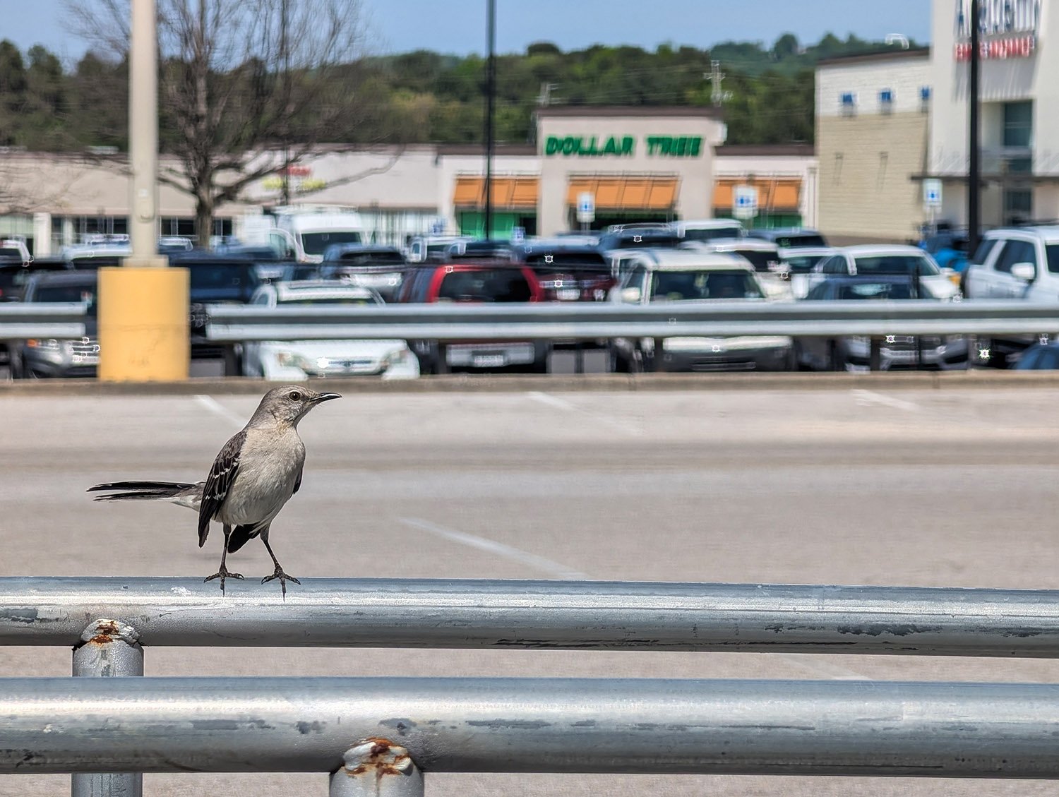 Northern mockingbird (Mimus polyglottos)