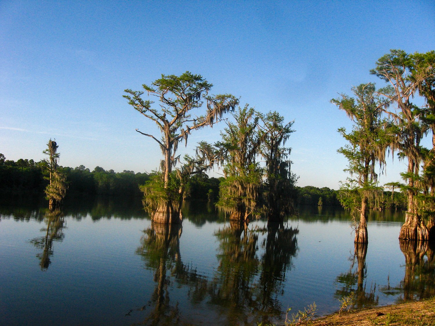 A cypress pond near Albany, Georgia