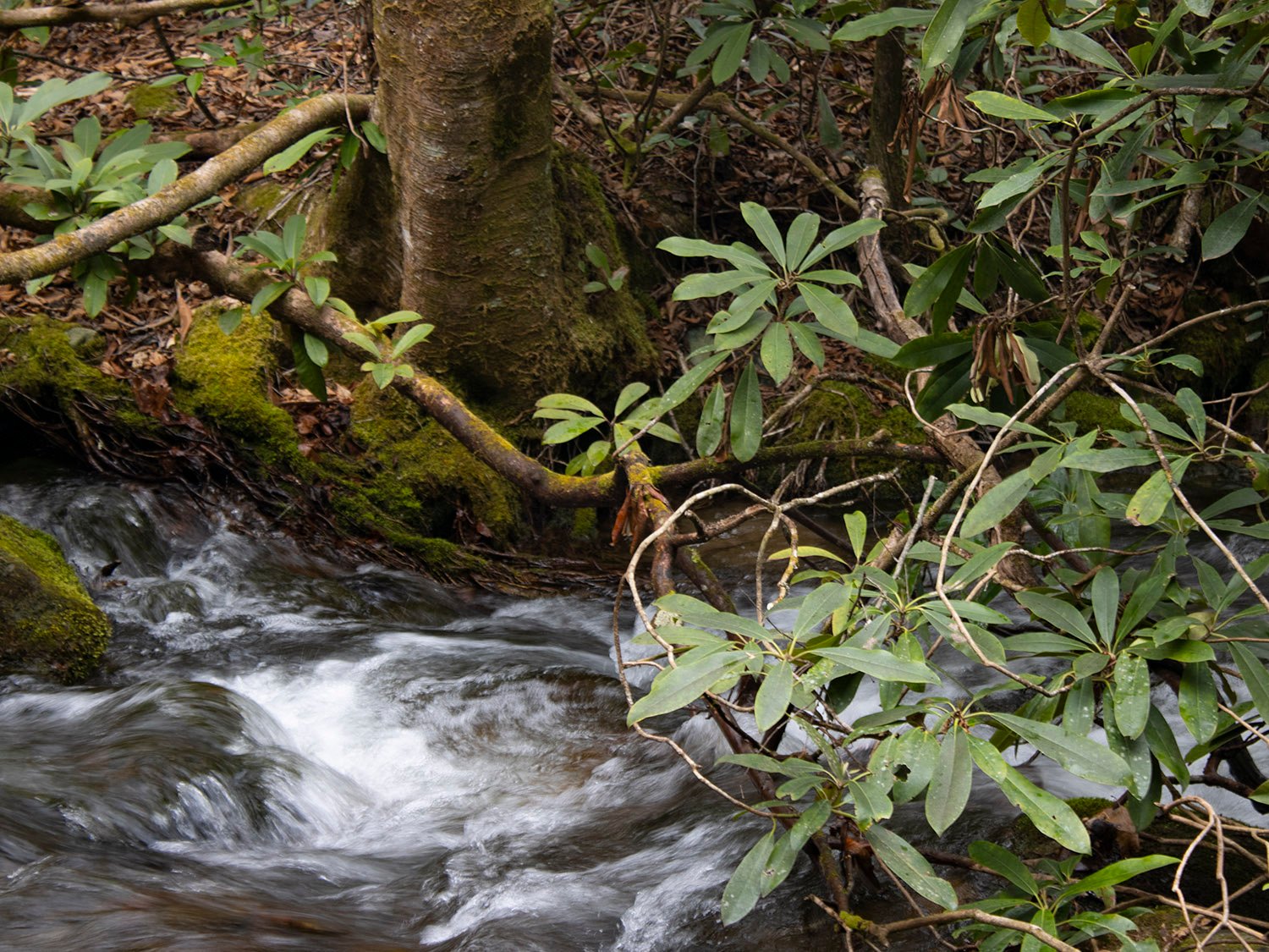 Mingus Creek. Cherokee, North Carolina.