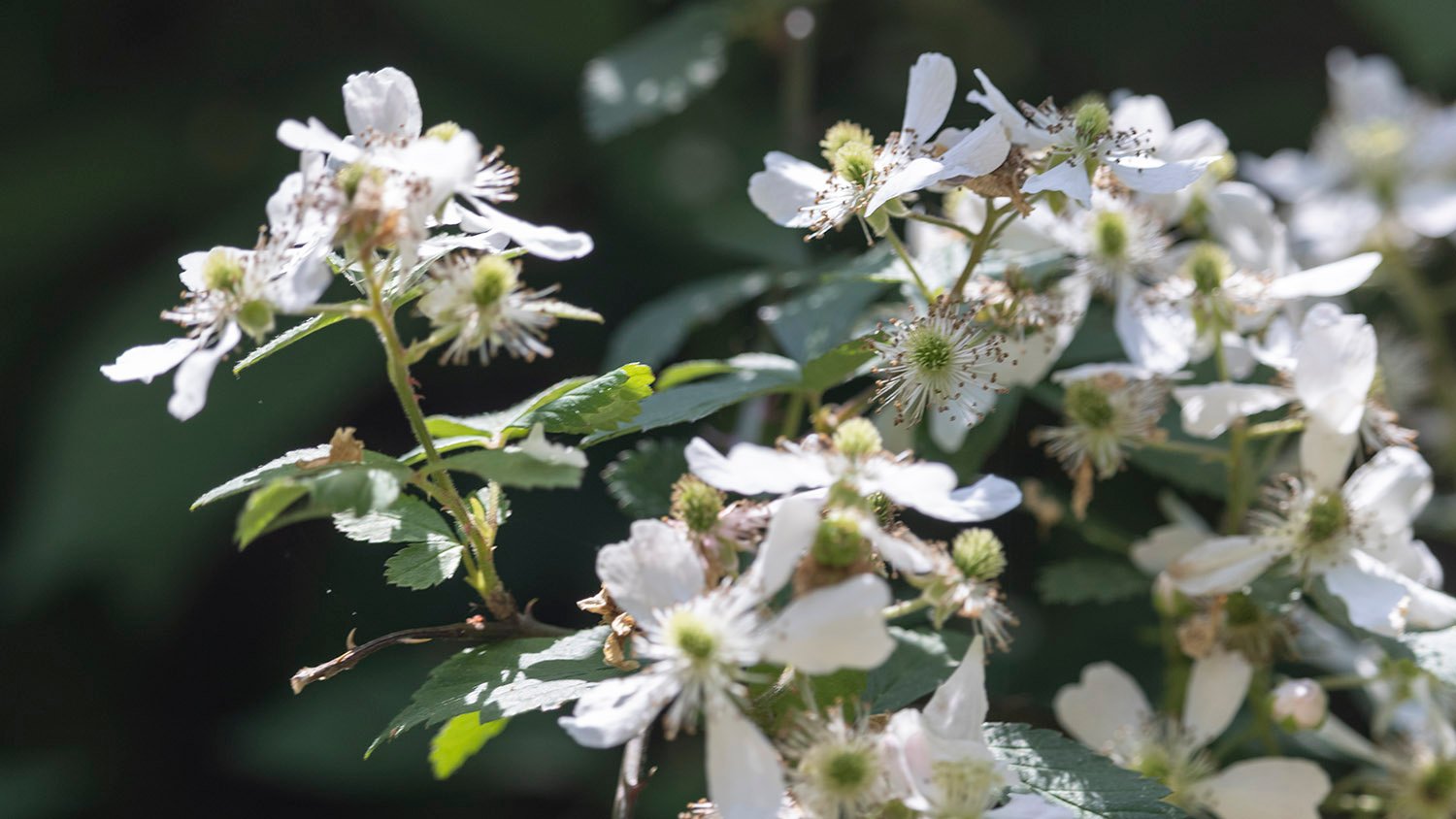 Pennsylvania blackberry (Rubus pensilvanicus) 