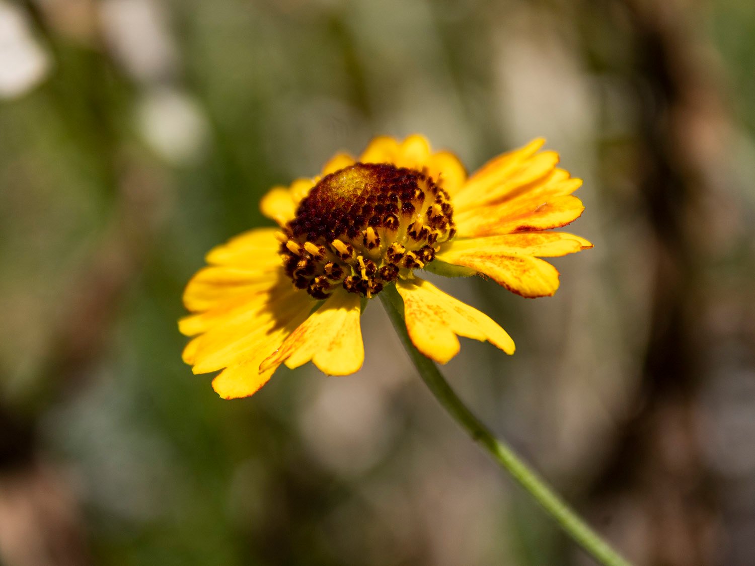 Purple-headed sneezeweed (Helenium flexuosum)