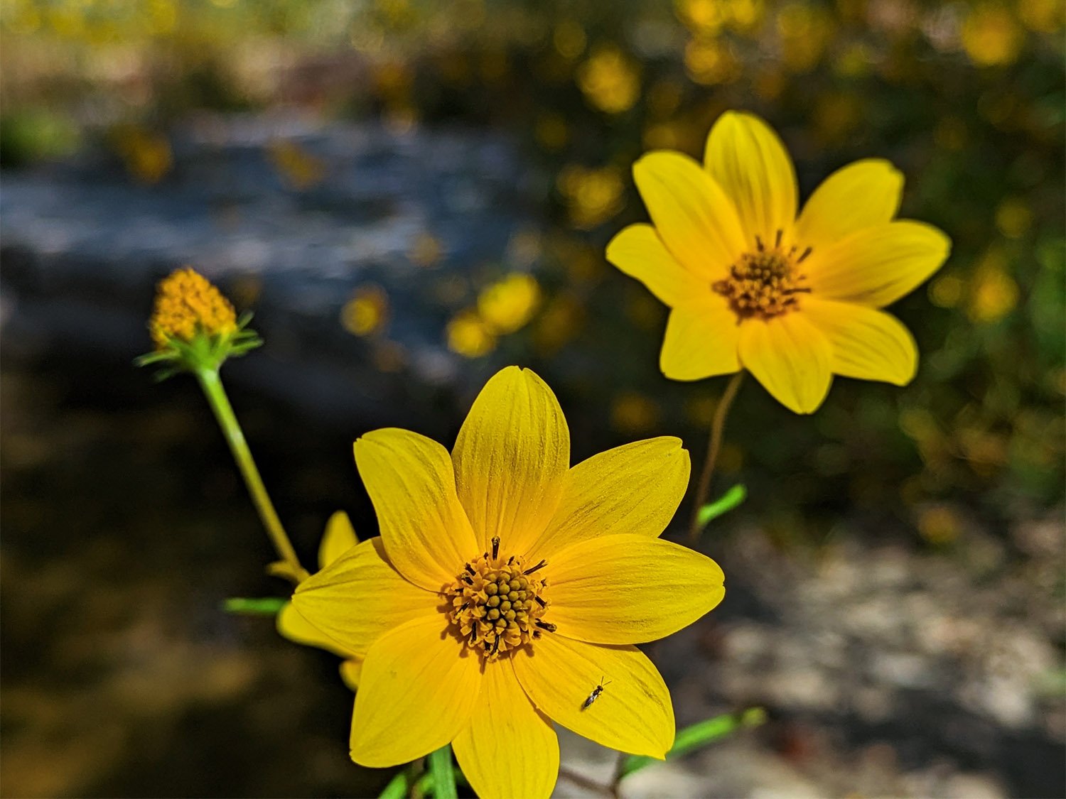 Stone Mountain daisy (Helianthus porteri)
