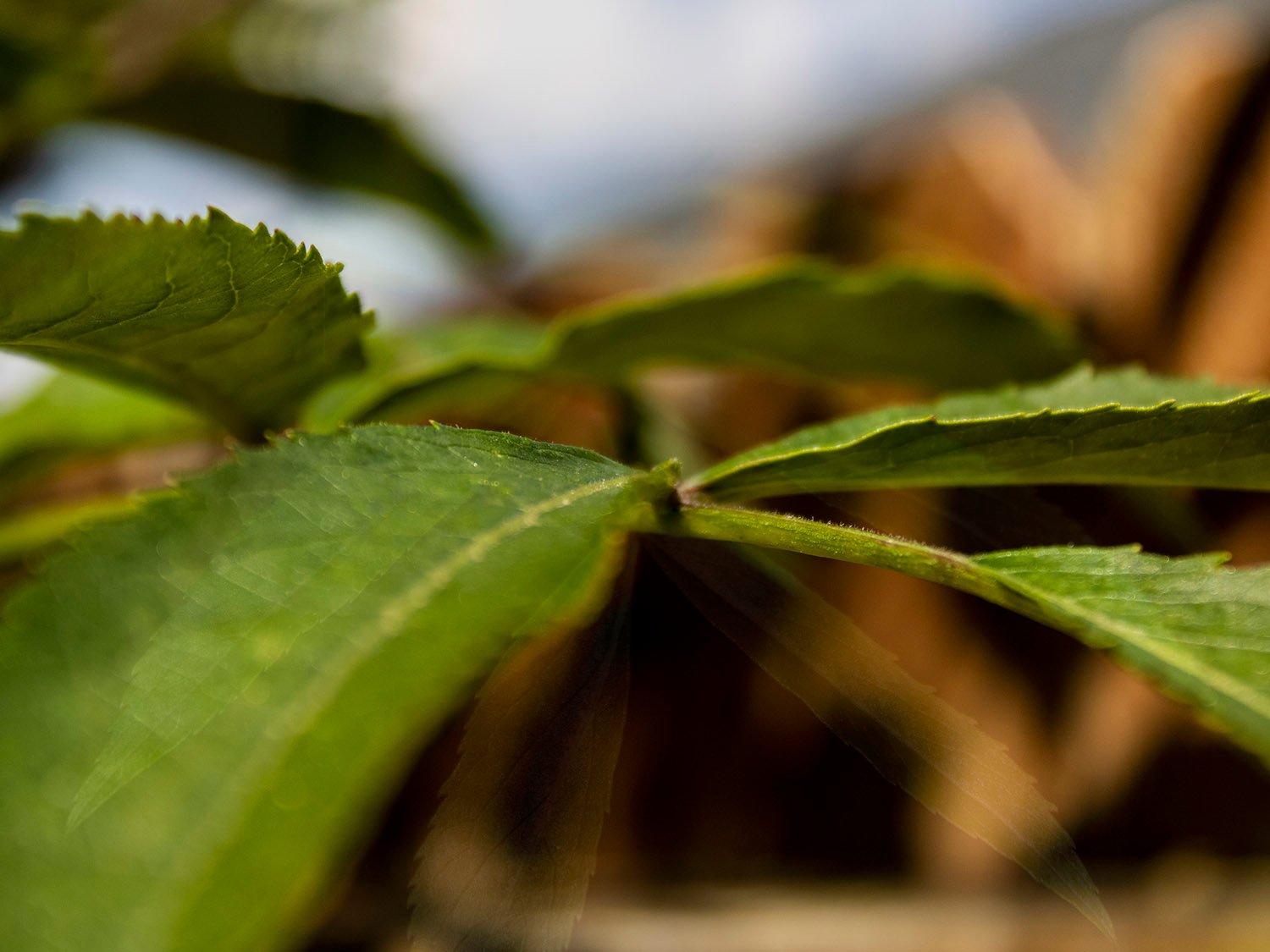 Common elderberry (Sambucus canadensis)
