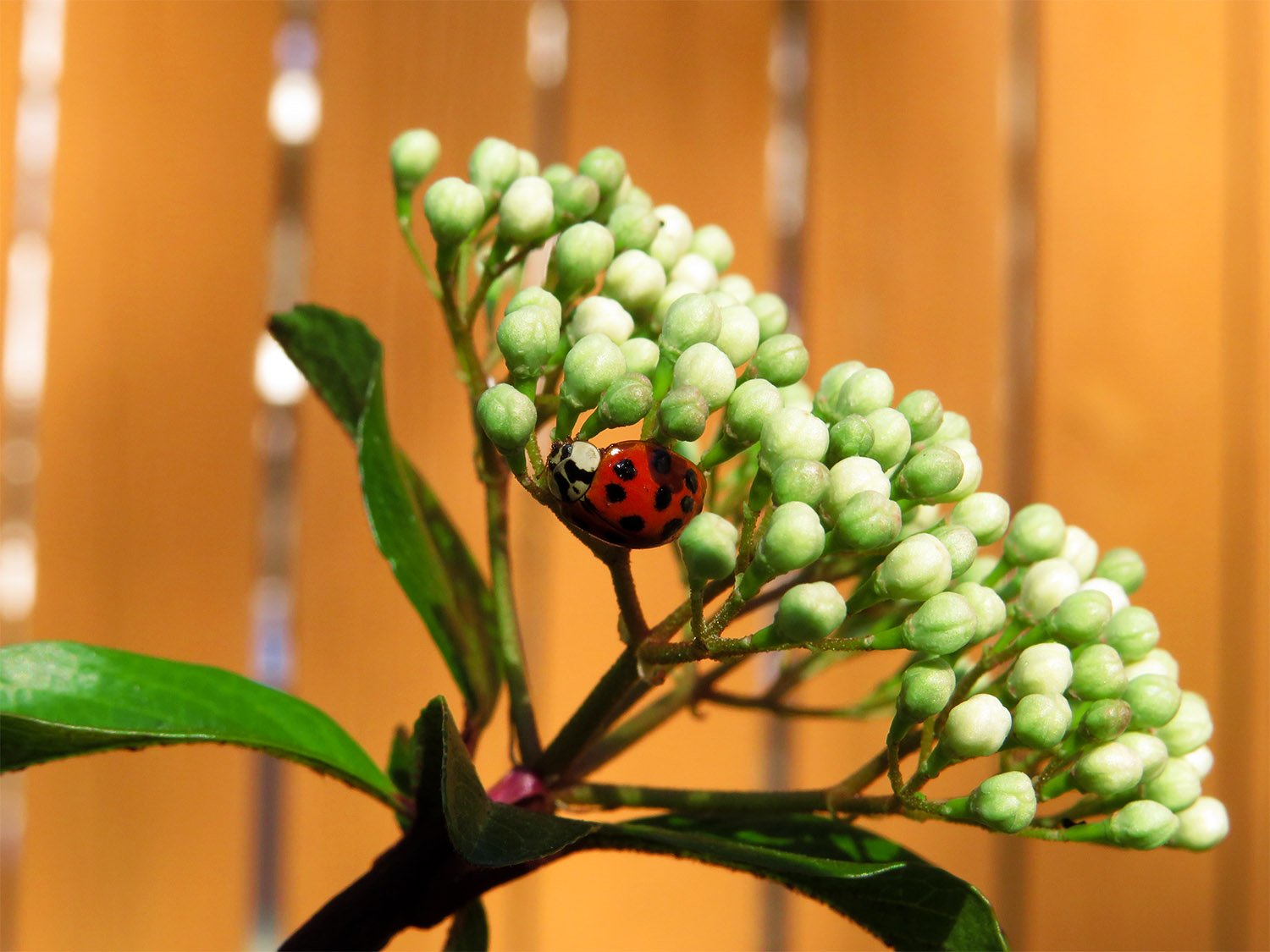 Convergent lady beetle (Hippodamia convergens) on common elderberry (Sambucus canadensis)