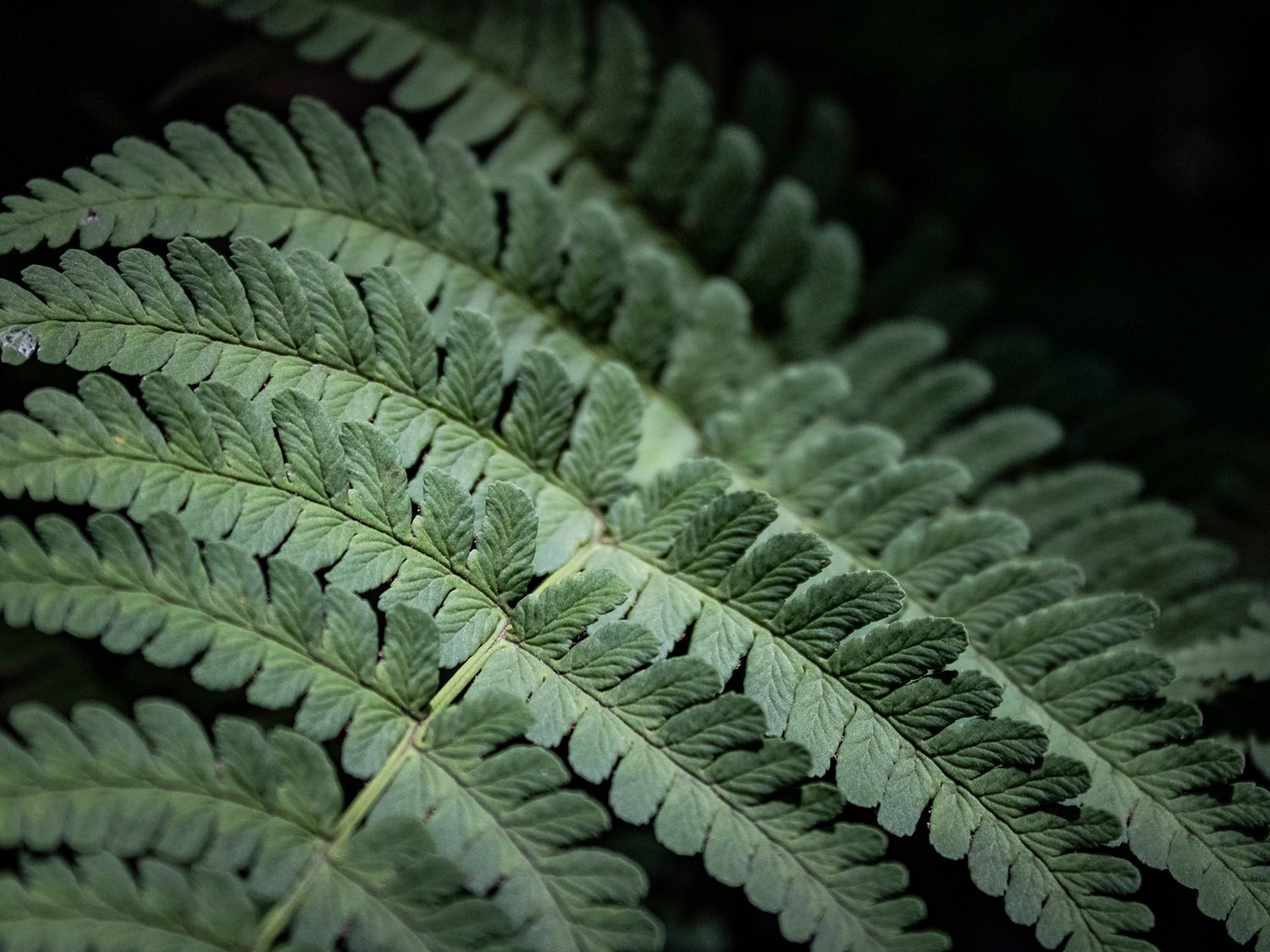 Marginal wood fern (Dryopteris marginalis)