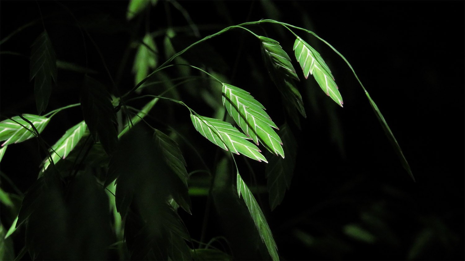 River oats (Chasmanthium latifolium)