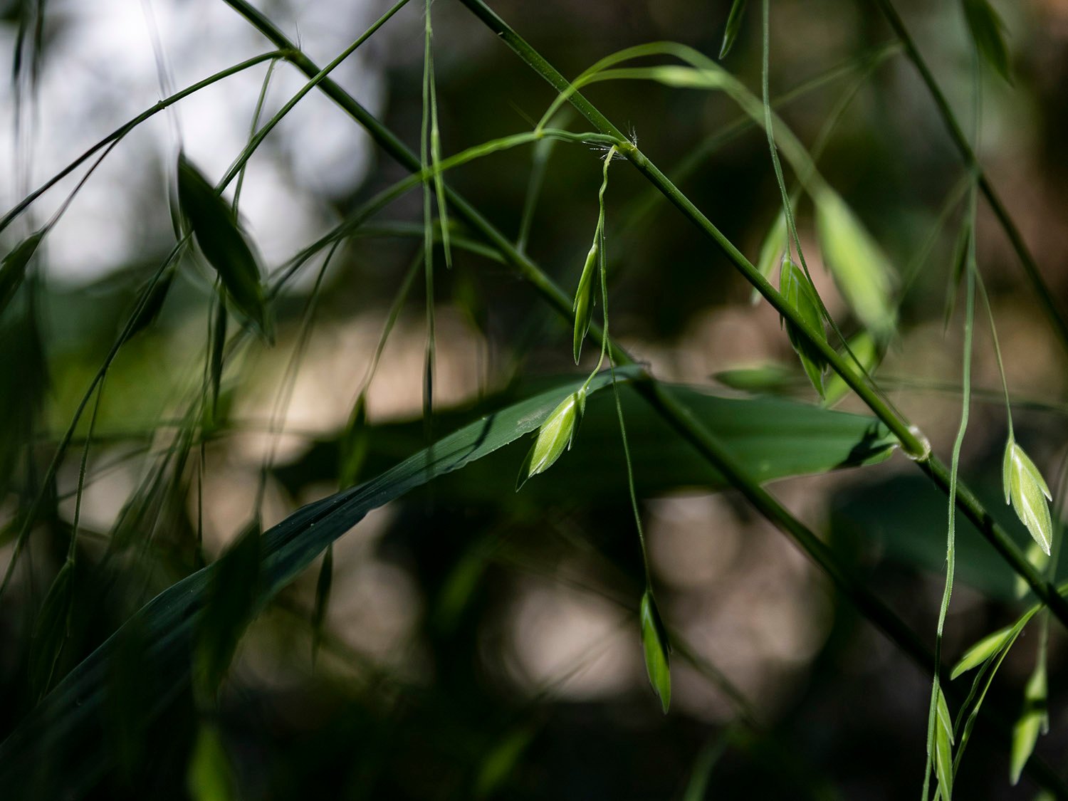 River oats (Chasmanthium latifolium)
