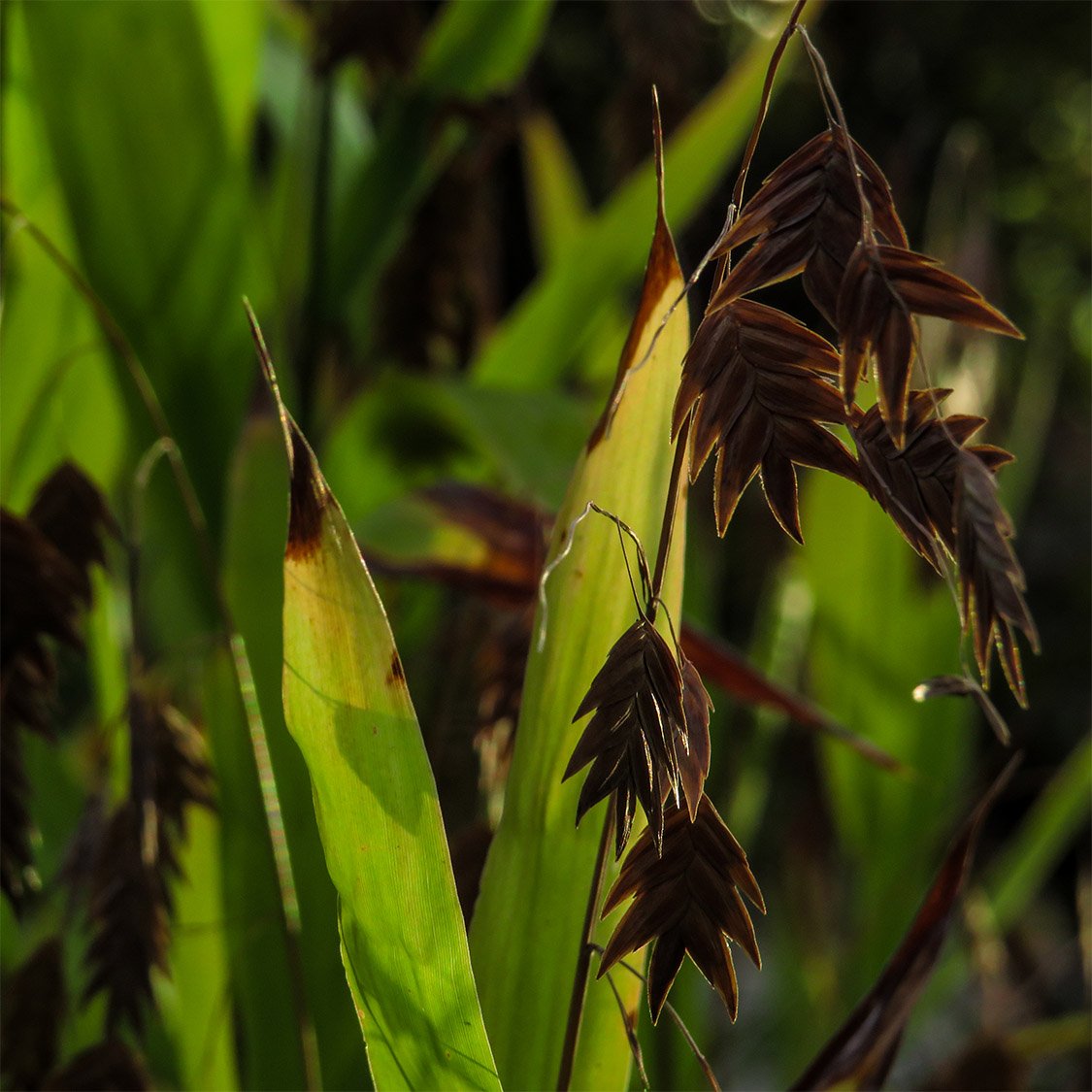River oats (Chasmanthium latifolium)