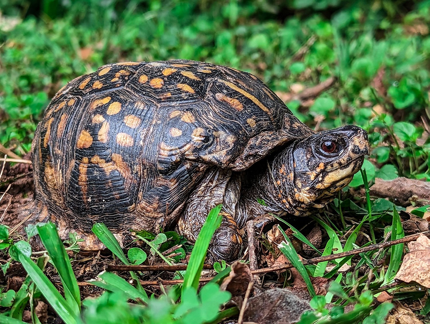 Eastern box turtle (Terrapene carolina carolina)