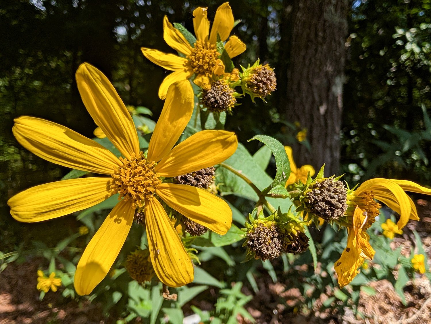 Woodland sunflower (Helianthus divaricatus)