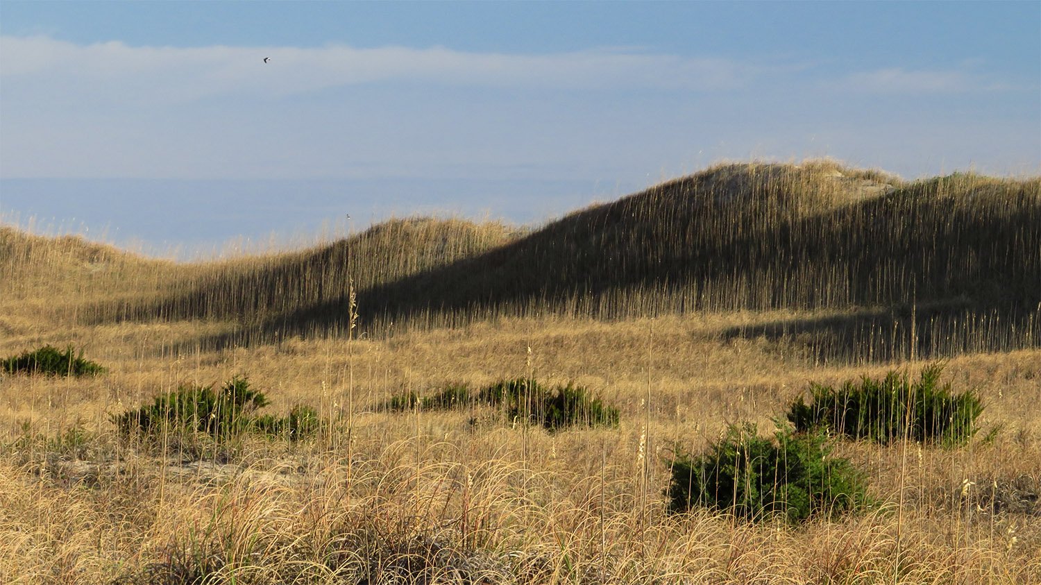 Sand dunes covered in grasses at the Outer Banks, North Carolina
