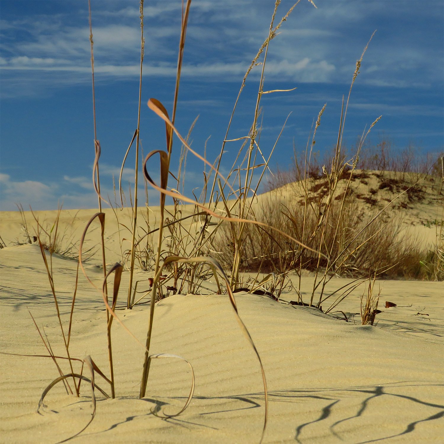 American beach grass (Ammophila breviligulata) at the Outer Banks, North Carolina