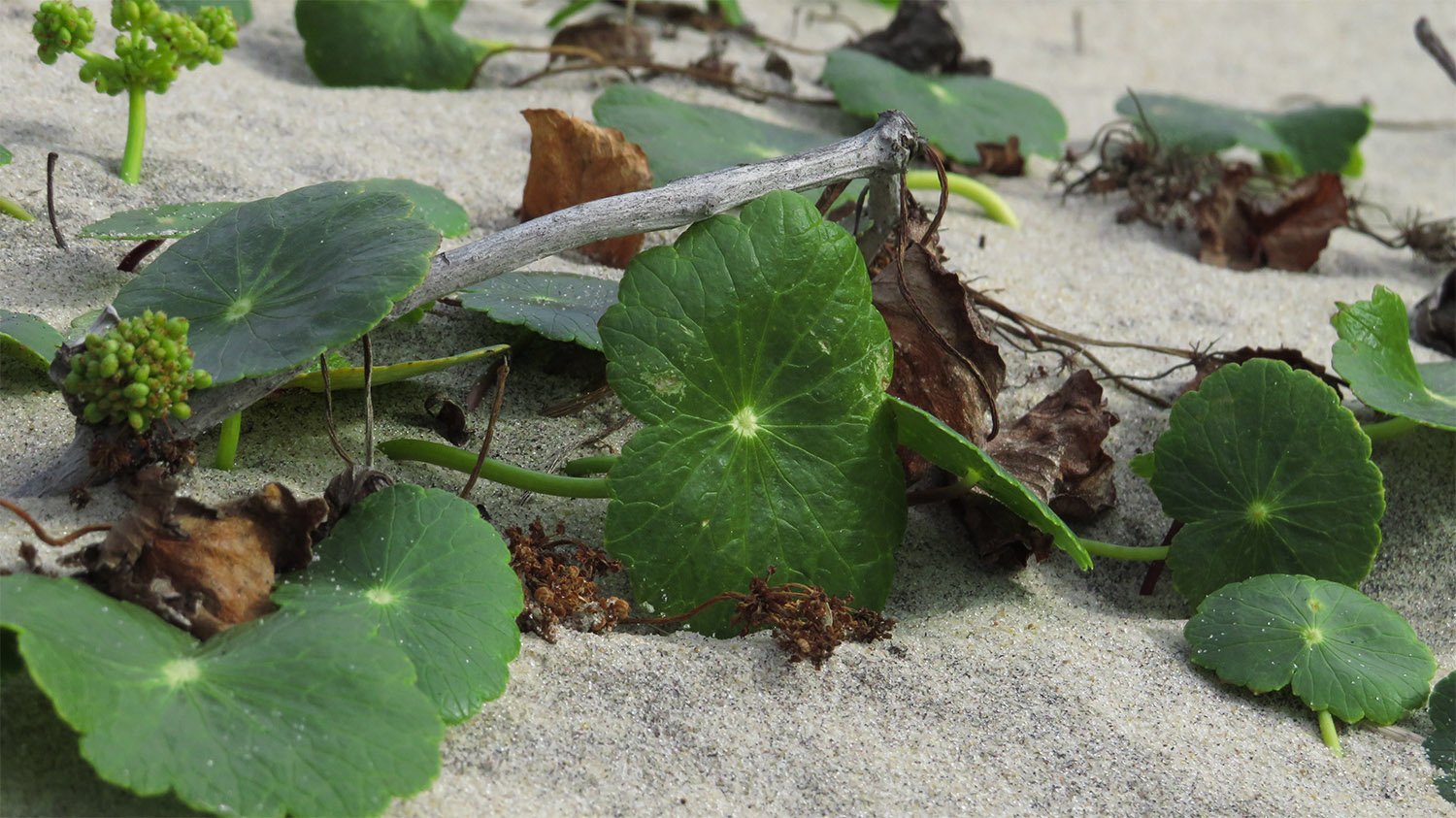 Largeleaf pennywort (Hydrocotyle bonariensis) at the Outer Banks, North Carolina