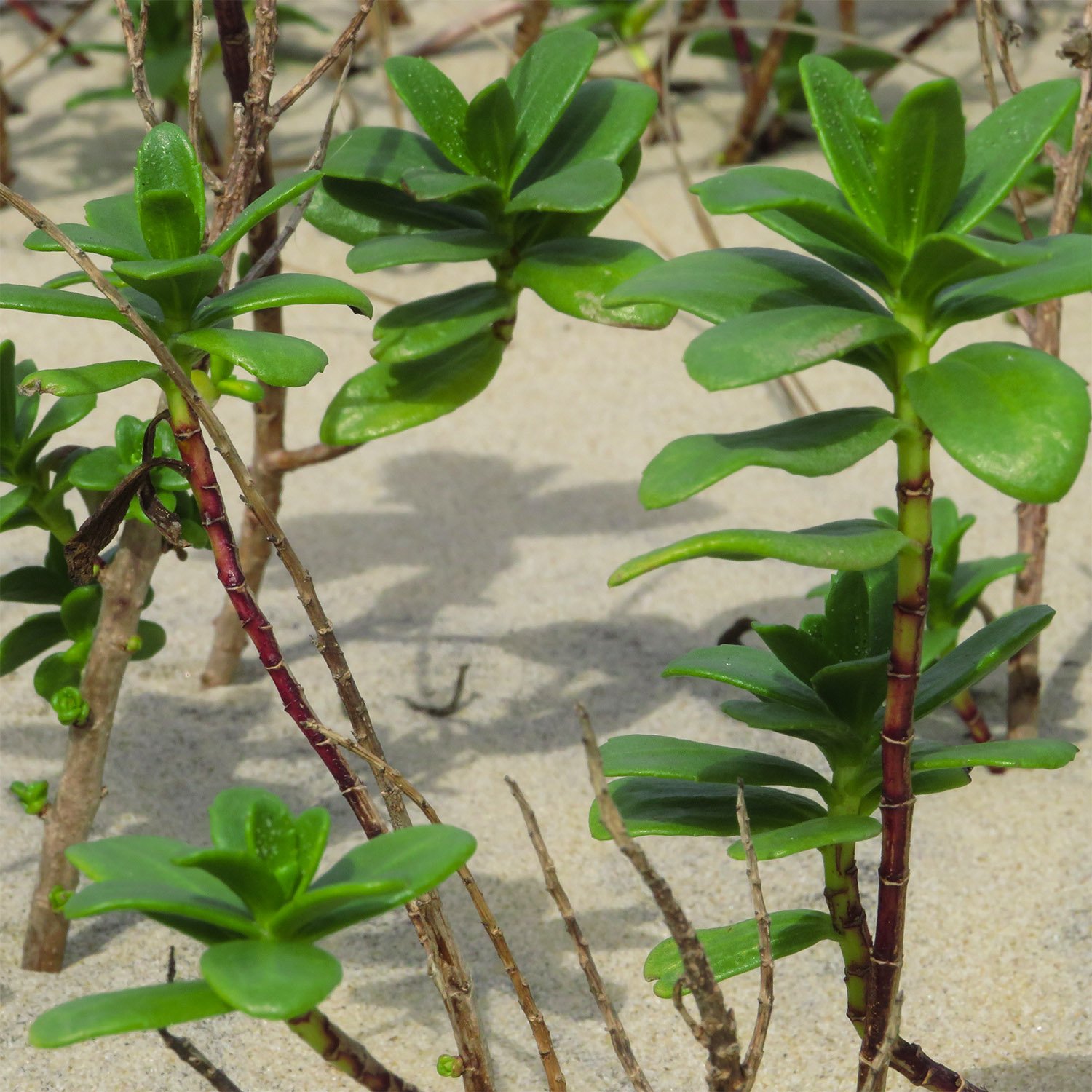 Dune marsh-elder (Iva imbricata) at the Outer Banks, North Carolina