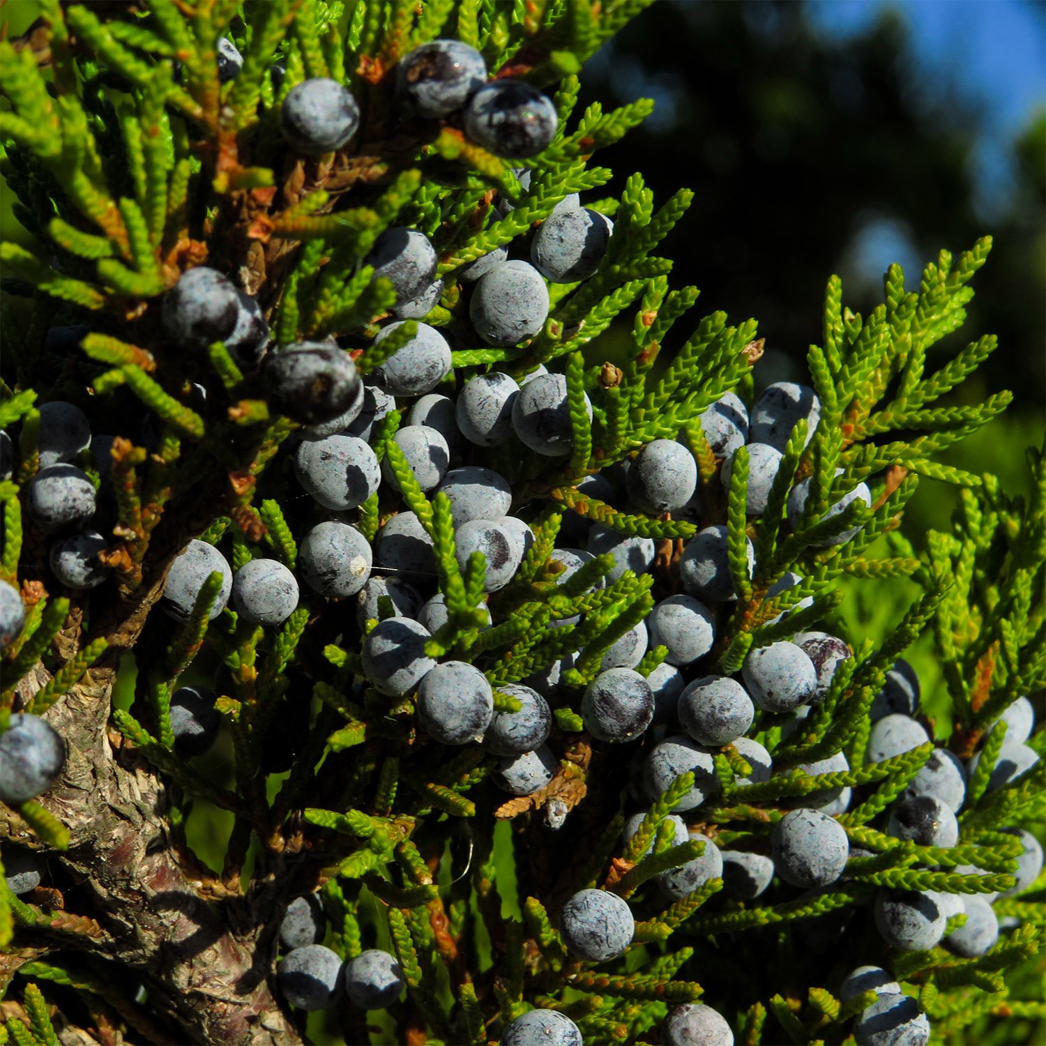 Eastern redcedar (Juniperus virgiana) at the Outer Banks, North Carolina
