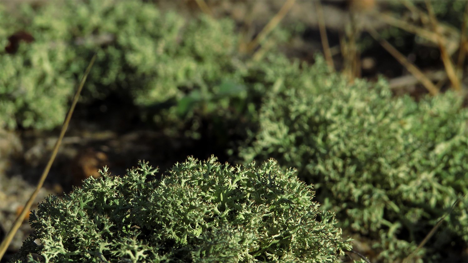 Lichens at the Outer Banks, North Carolina