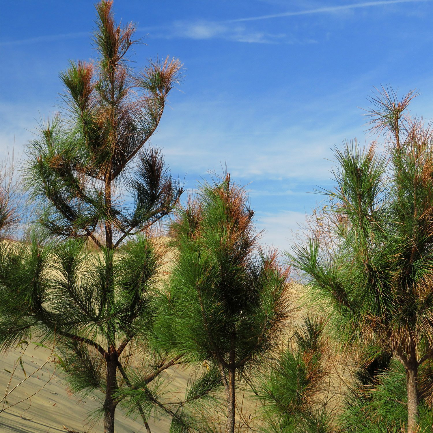 Loblolly pine (Pinus taeda) at the Outer Banks, North Carolina