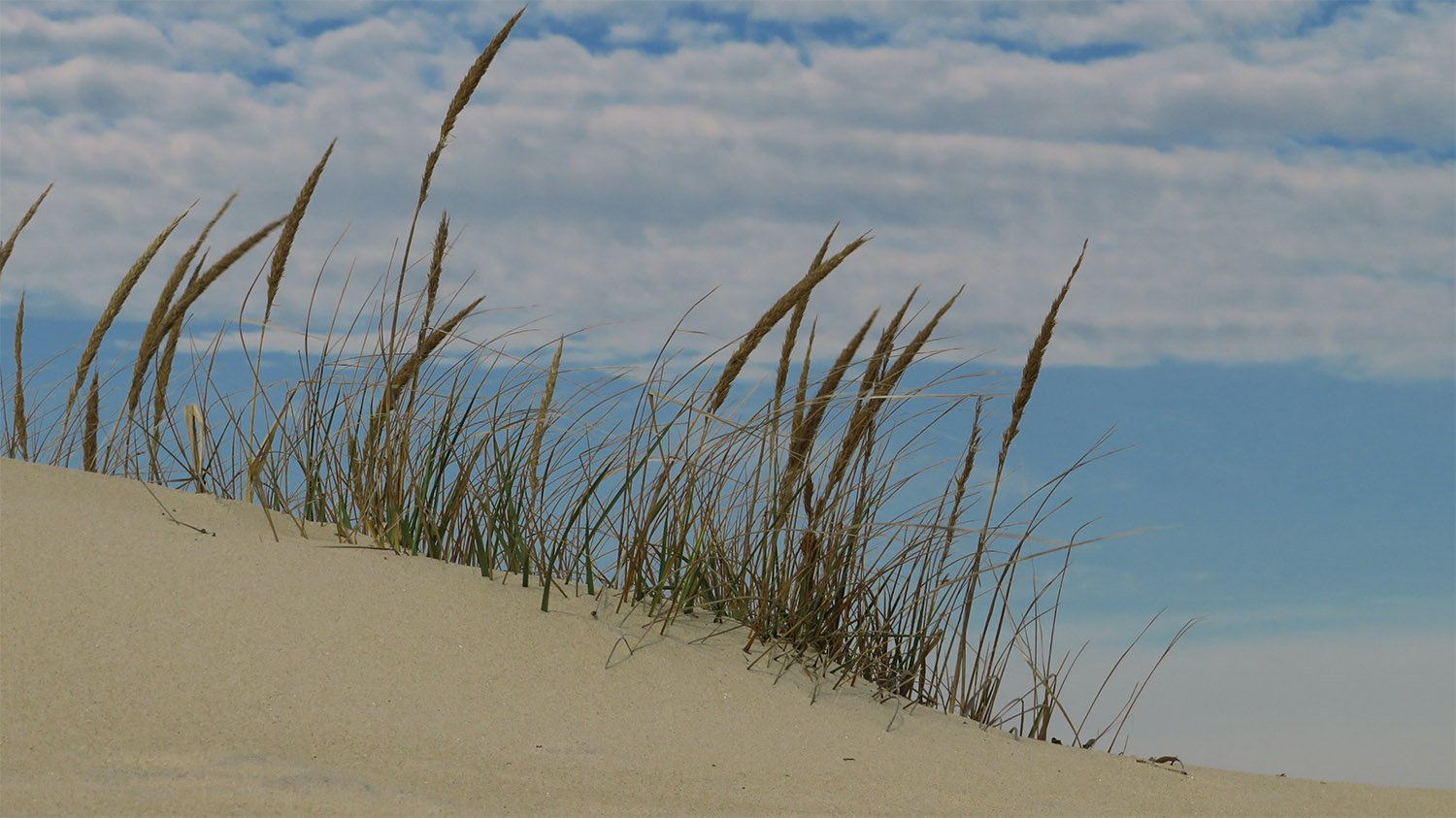 American beach grass (Ammophila breviligulata) at the Outer Banks, North Carolina