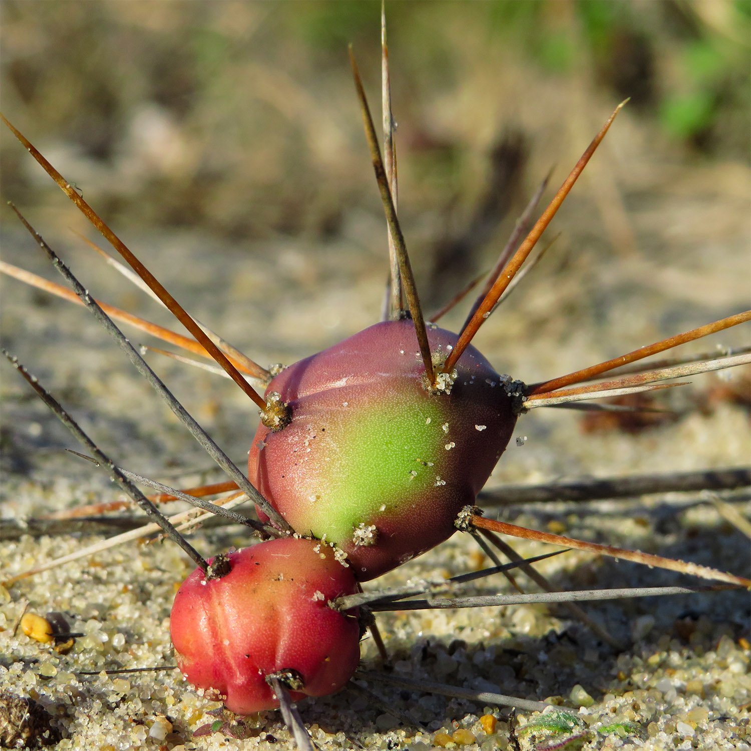 Prickly pear cactus (Opuntia pusilla) at the Outer Banks, North Carolina