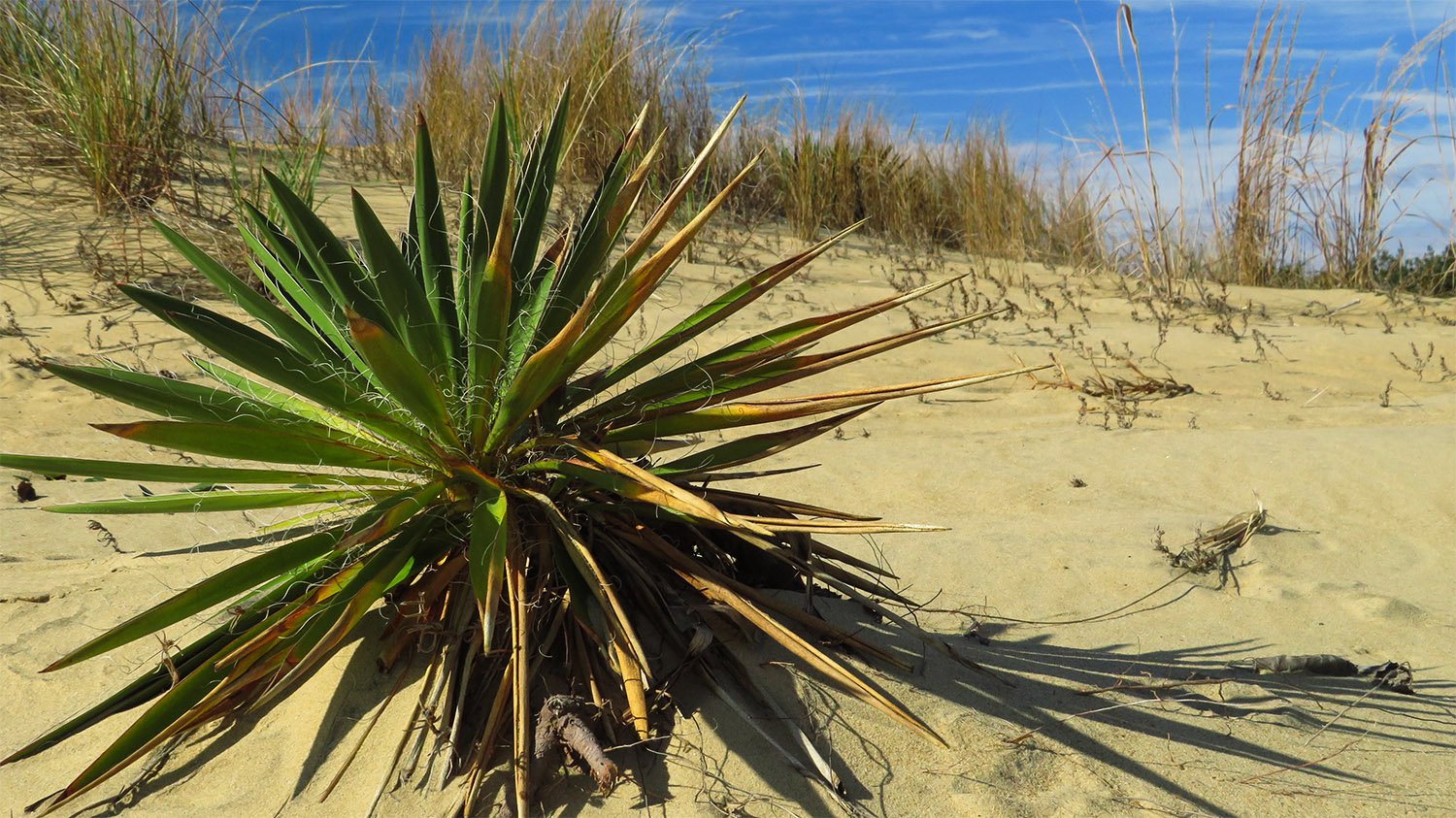 Dwarf palmetto (Sabal minor) at the Outer Banks, North Carolina