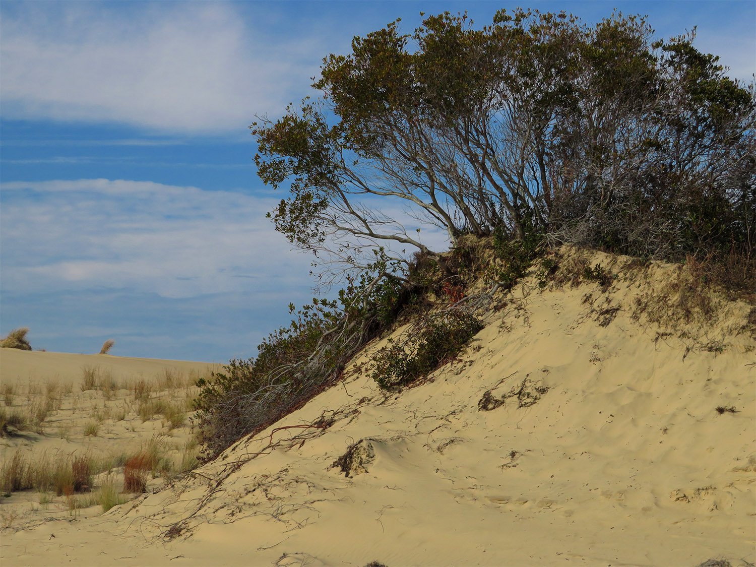 Southern wax myrtle (Myrica cerifera) on a dune at the Outer Banks, North Carolina