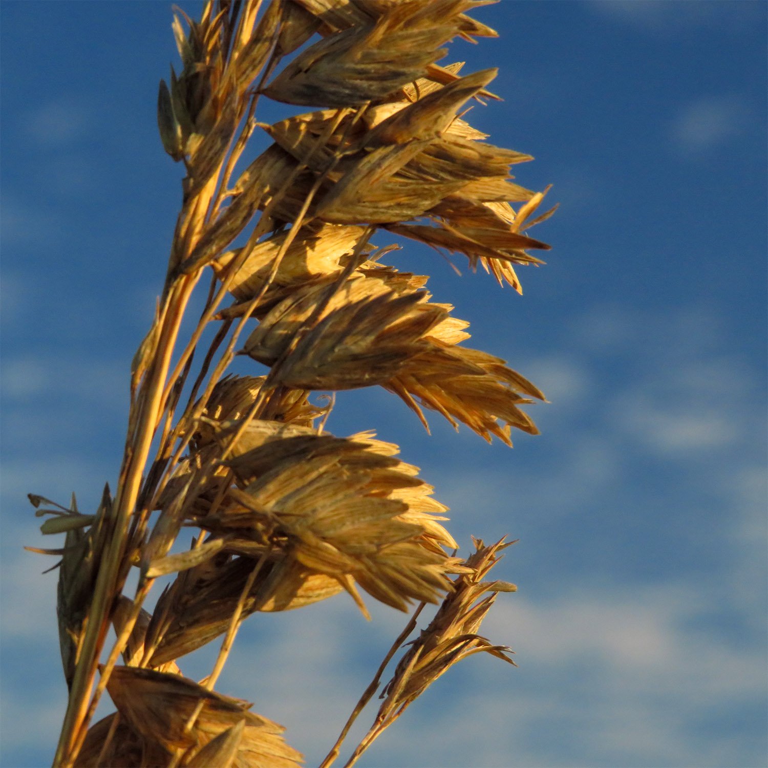 Sea oats (Uniola paniculata) at the Outer Banks, North Carolina
