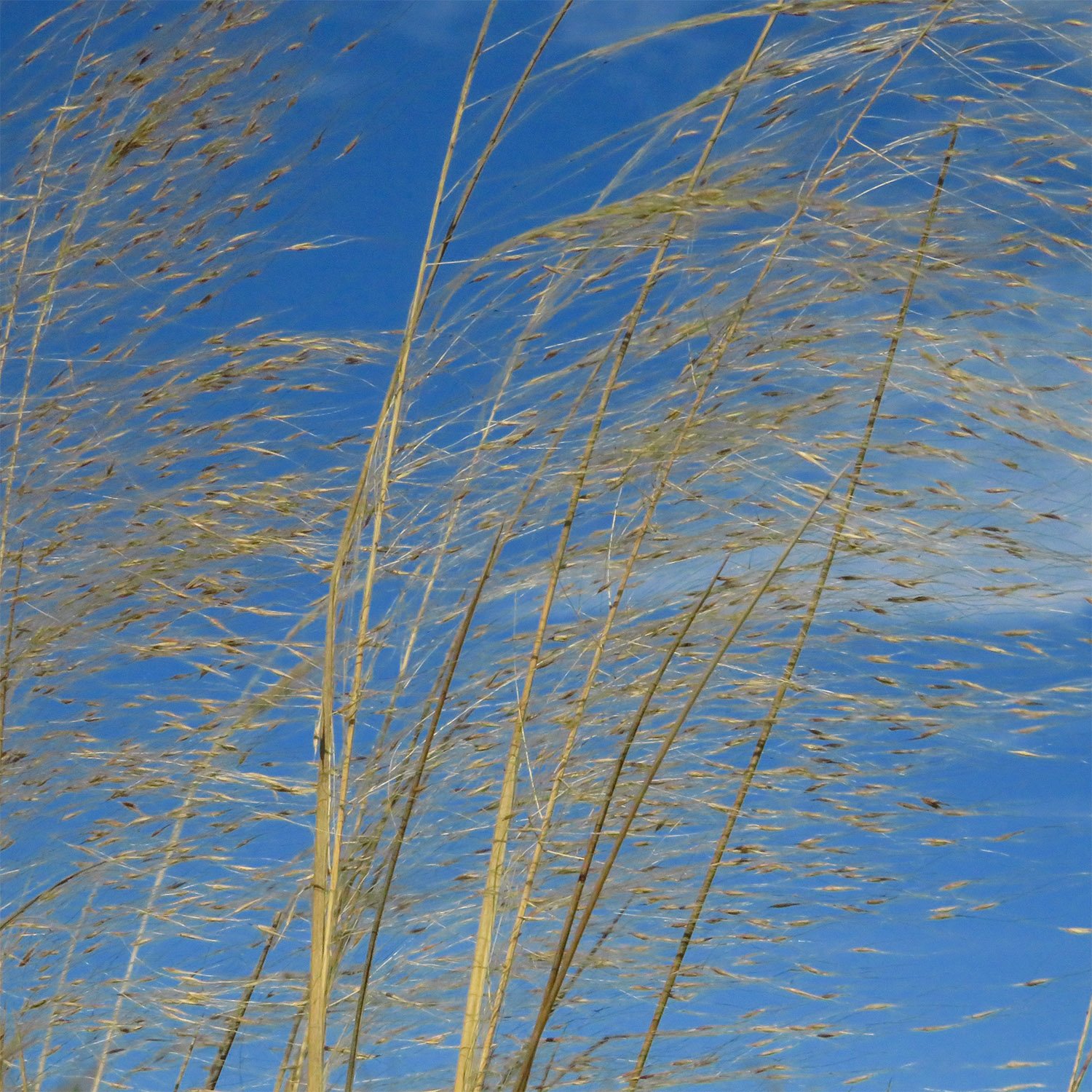 Bitter switchgrass (Panicum amarum) at the Outer Banks, North Carolina