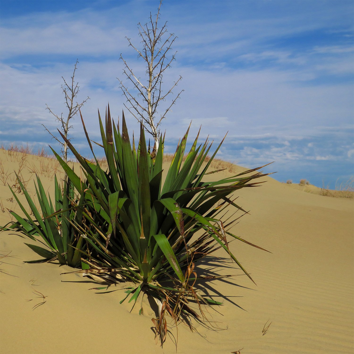 Adam's needle (Yucca gloriosa) on a dune at the Outer Banks, North Carolina