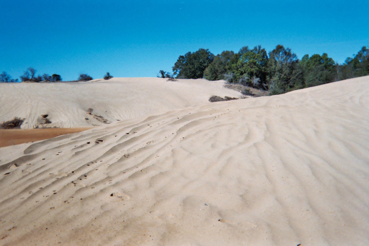 Fossil Sand Dunes, Albany, Georgia