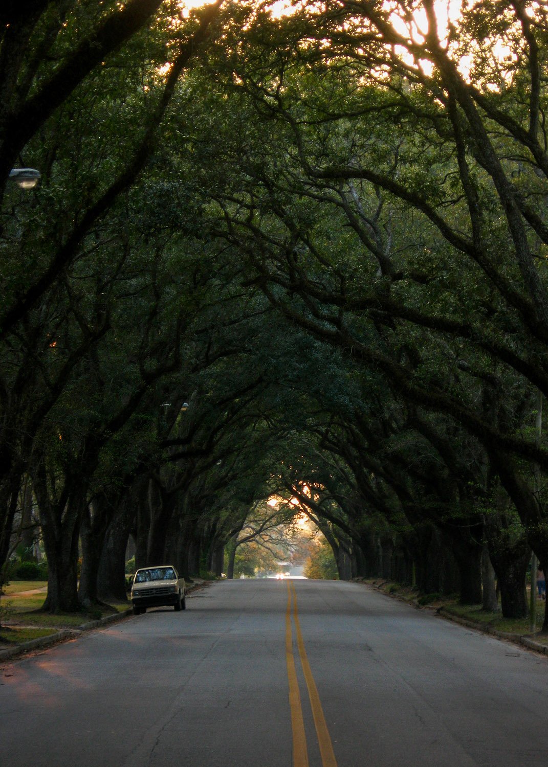 Canopy of live oaks (Quercus virginiana) on Third Avenue, Albany, Georgia