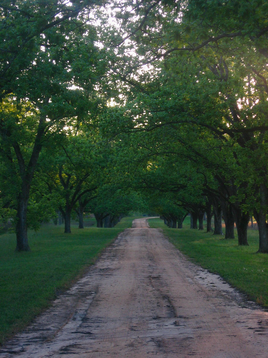 A plantation road near Albany, Georgia