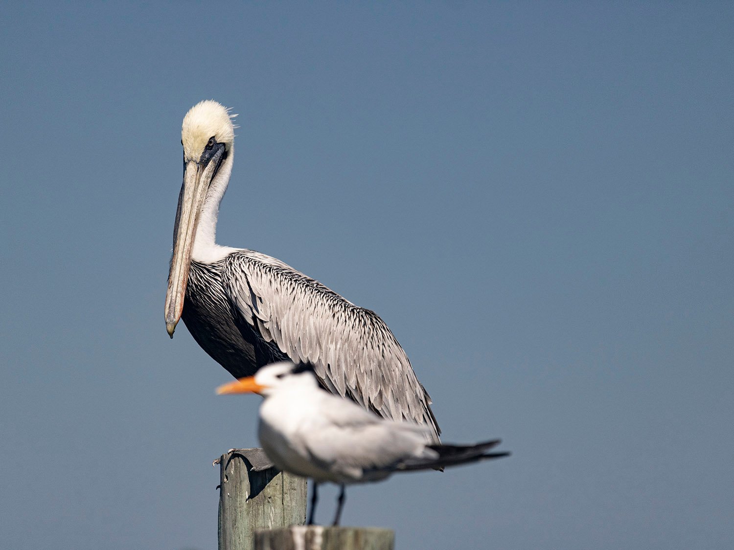 Brown pelican (Pelecanus occidentalis) and royal tern (Thalasseus maxima)