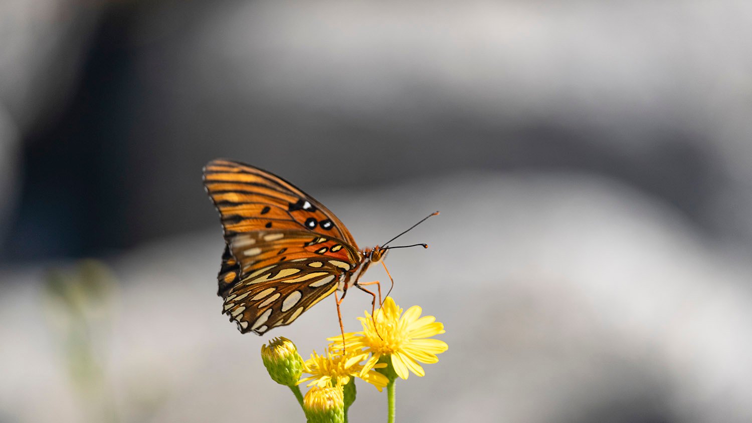 Gulf fritillary (Agraulis vanillae) on coastal plain goldenaster (Chrysopsis scabrella)