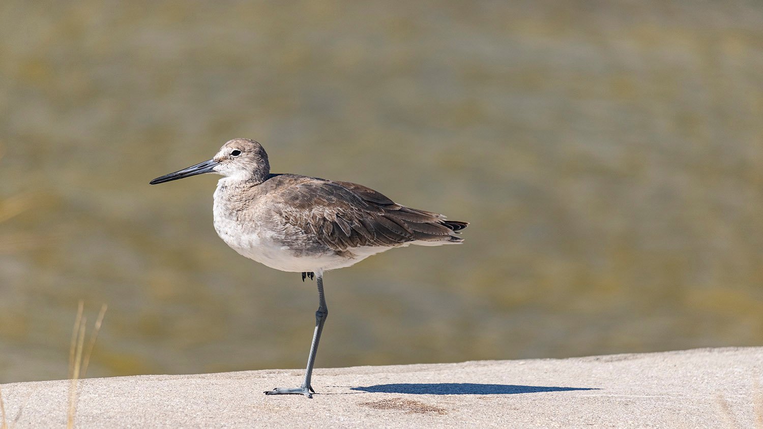 Willet (Tringa semipalmata)
