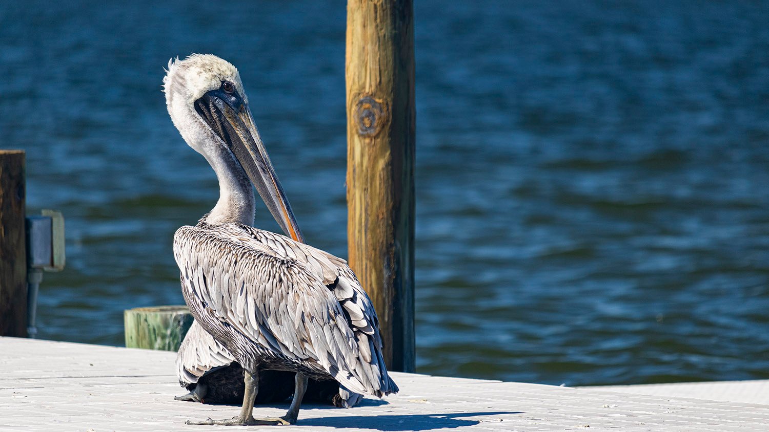 Brown pelican (Pelecanus occidentalis)