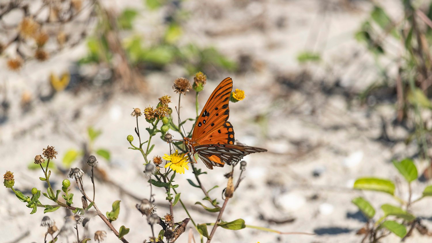 Gulf fritillary (Agraulis vanillae)