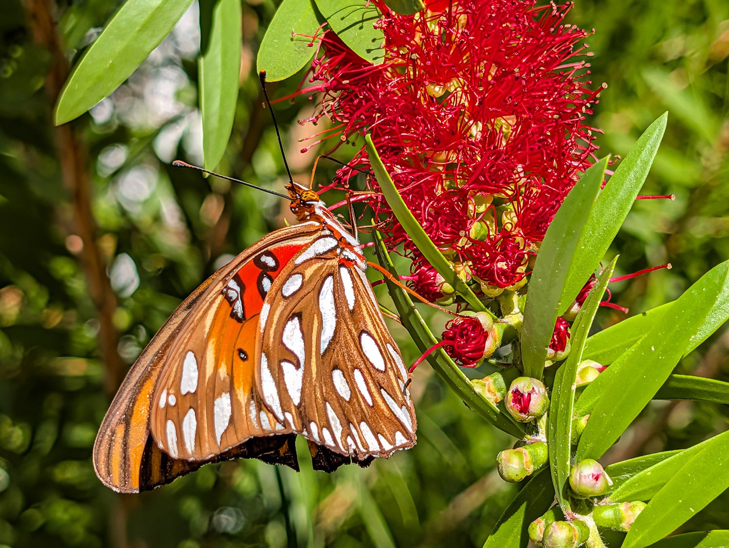 Gulf fritillary (Agraulis vanillae) on red bottlebrush (Melaleuca viminalis)