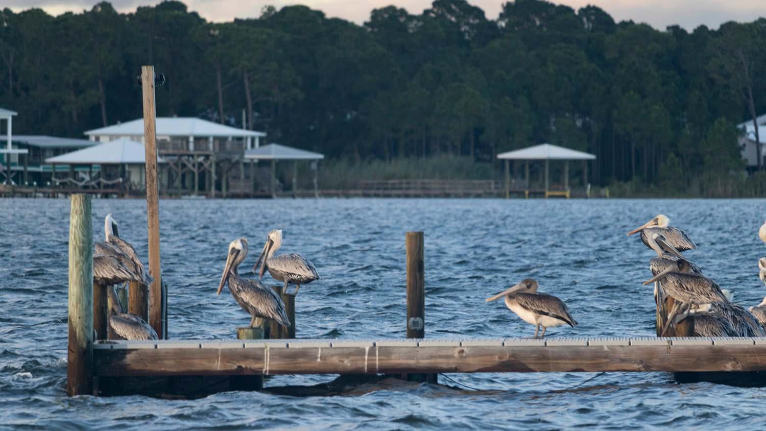Brown pelicans (Pelecanus occidentalis) roosting on a dock