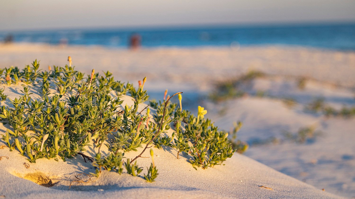 Seabeach evening primrose (Oenothera humifusa)