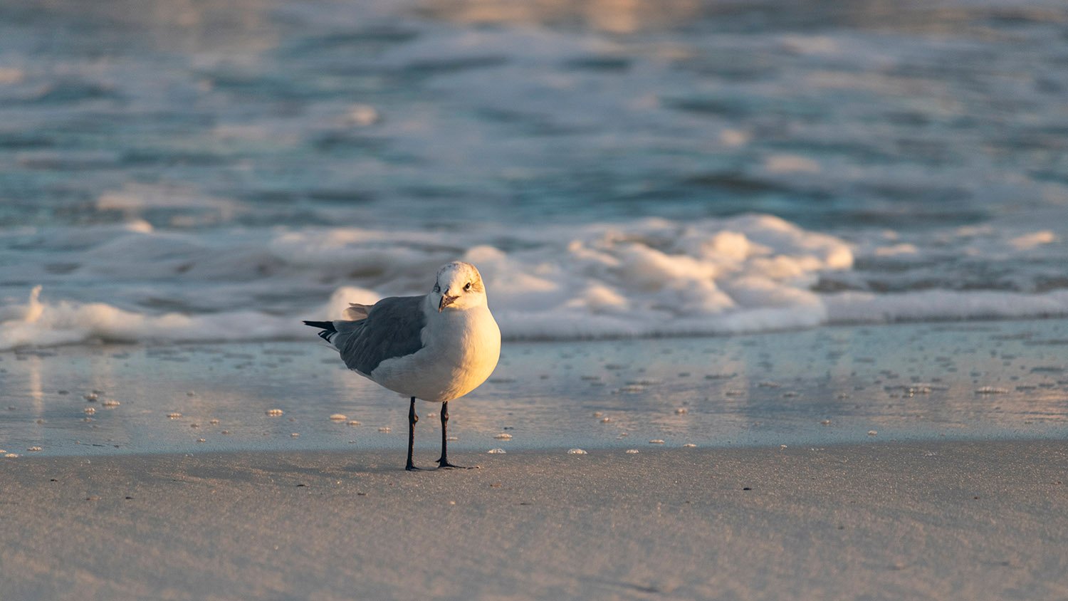 Laughing gull (Leucophaeus atricilla)