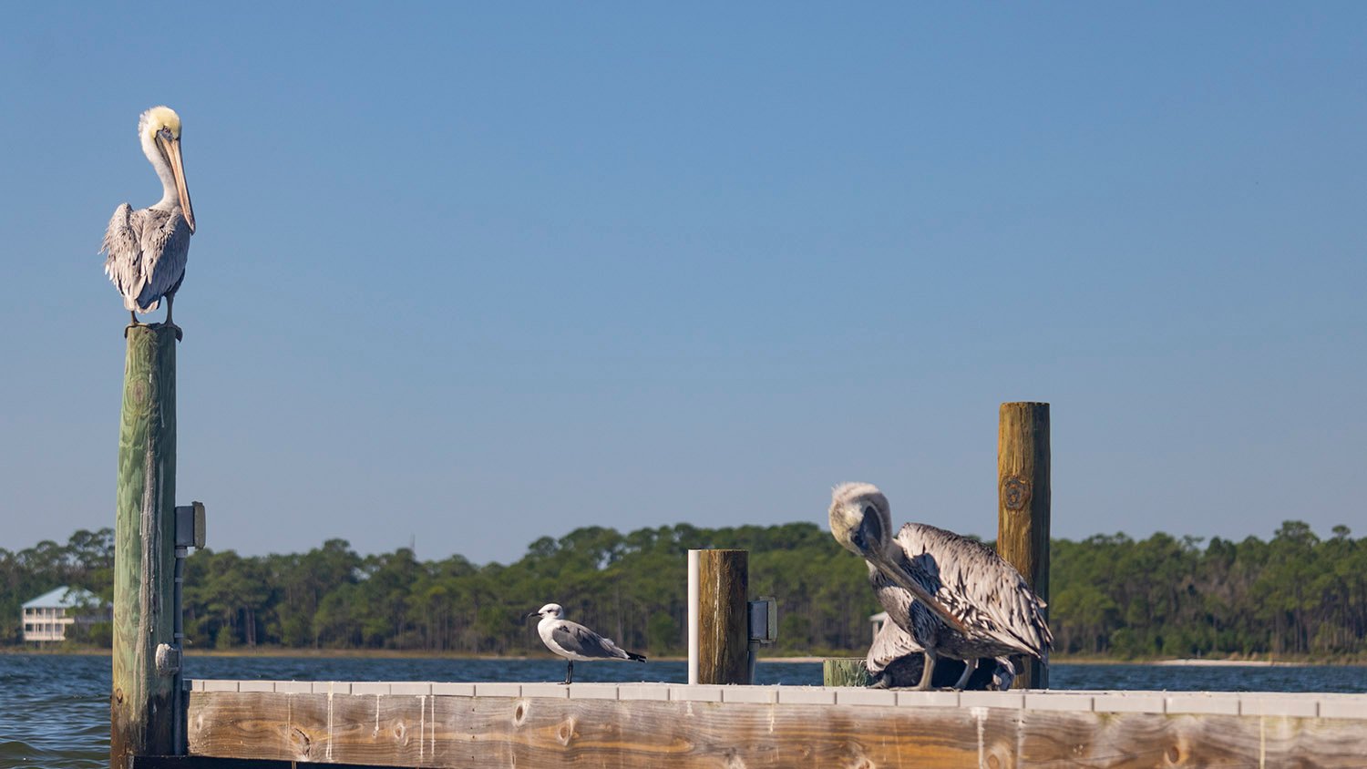Brown pelicans (Pelecanus occidentalis) and a laughing gull (Leucophaeus atricilla) roosting on a dock