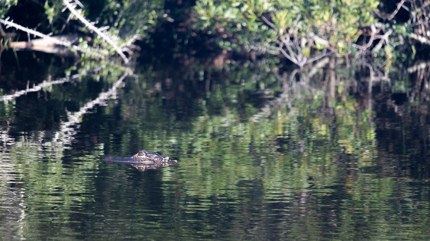 American alligator (Alligator mississippiensis)